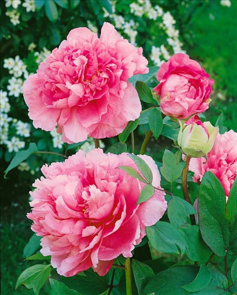 PAEONIA SUFFRUTICOSA REINE ELISABETH