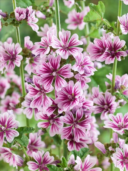 Malva sylvestris Zebrina