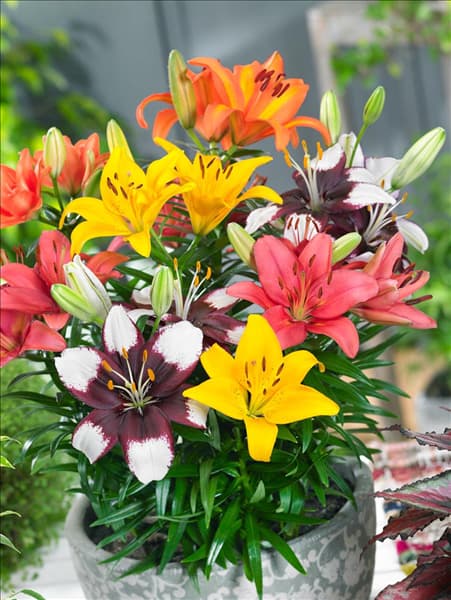 Lilium Asiatic Tiny Mischung