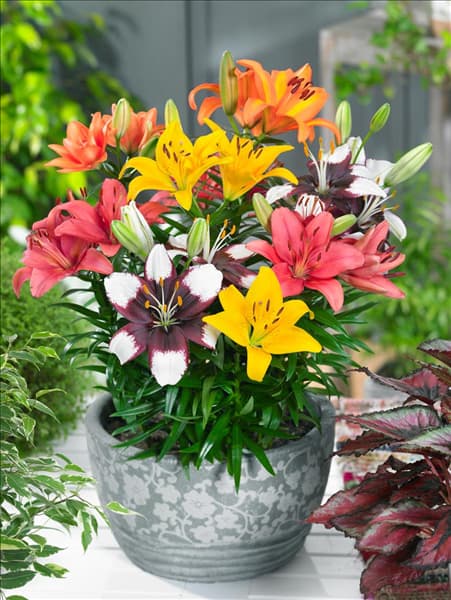 Lilium Asiatic Tiny Mischung