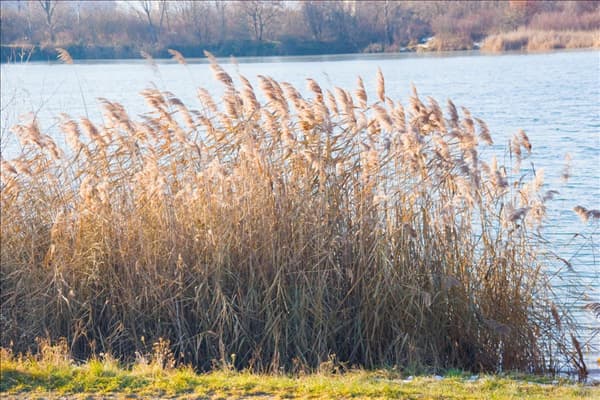 Phragmites australis im Herbst
