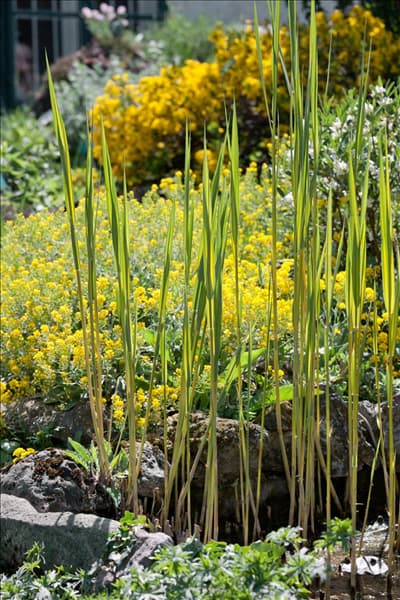 Phragmites australis Variegatus