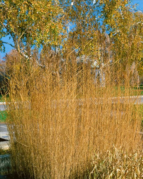 PHRAGMITES australis Berlandier (Ph. communis)