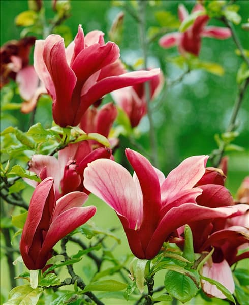 MAGNOLIA LILIIFLORA NIGRA