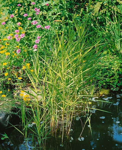 PHRAGMITES AUSTRALIS VARIEGATUS