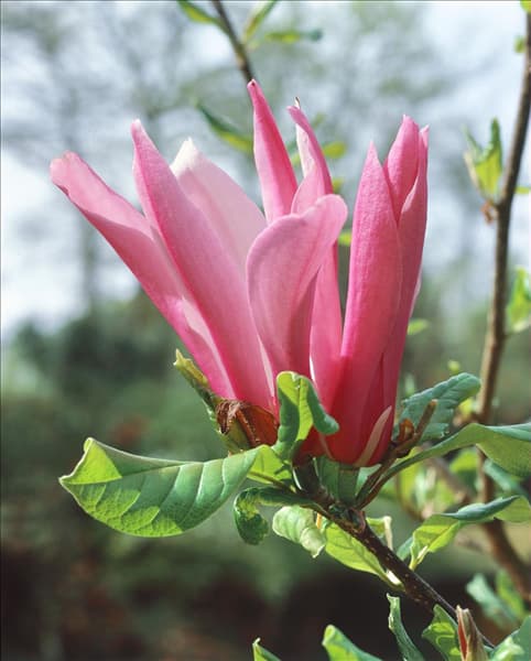 Magnolia liliiflora Mini Orchid