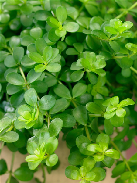 Peperomia deppeana