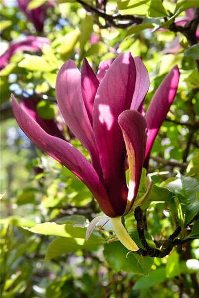 Magnolia liliiflora Nigra