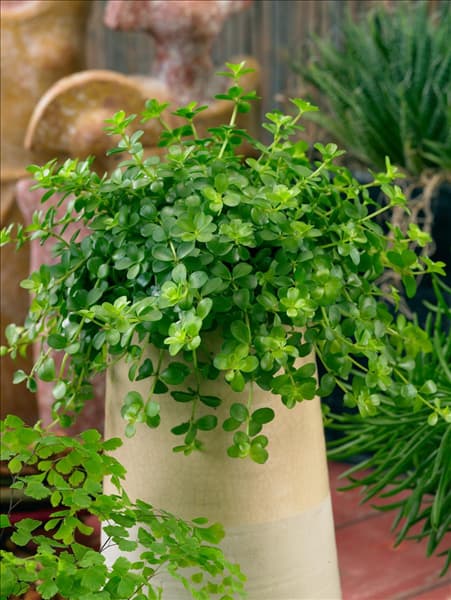 Peperomia deppeana in pot