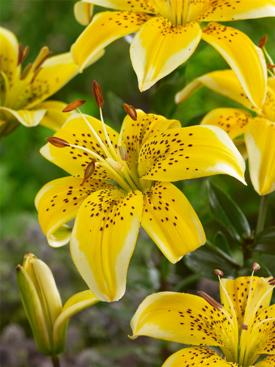 Lilium Asiatic Yellow Electric