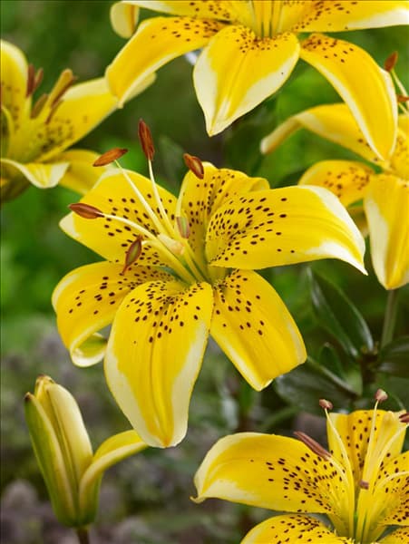 Lilium Asiatic Yellow Electric