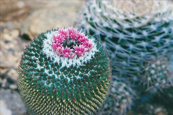 Mammillaria sp. rose