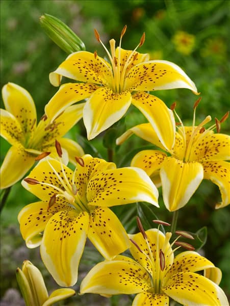 Lilium Asiatic Yellow Electric