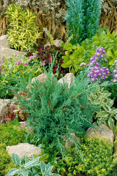 Juniperus sabina Rockery Gem