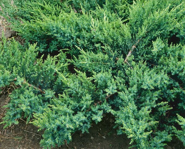 Juniperus sabina Rockery Gem