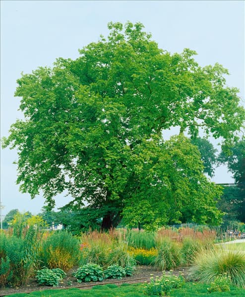 Platanus x hispanica