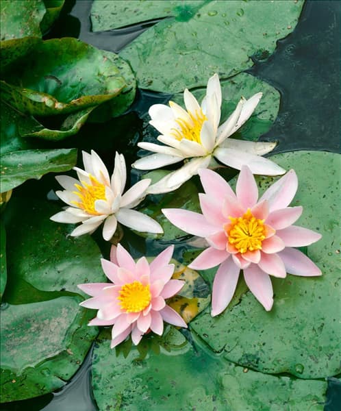 Nymphaea Rosennymphe