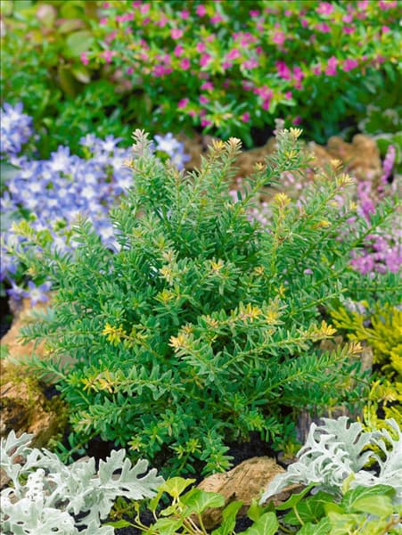 Phyllocladus alpinus Blue Gem