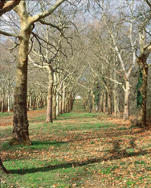 Platanus x hispanica / Allee im Winter