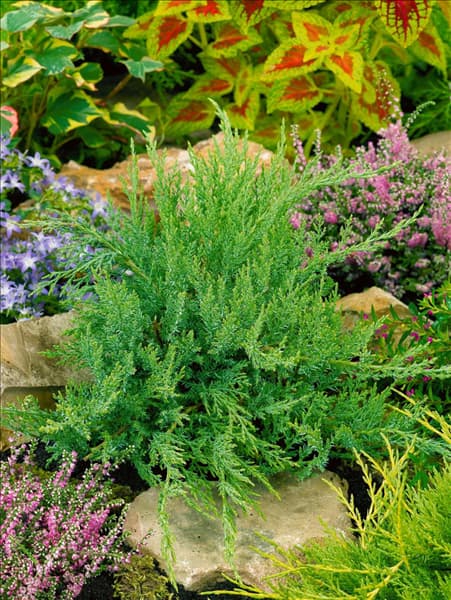 Juniperus sabina Rockery Gem