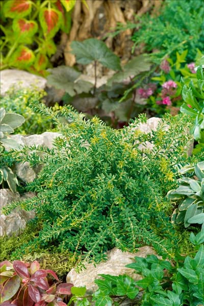 Phyllocladus alpinus Blue Gem