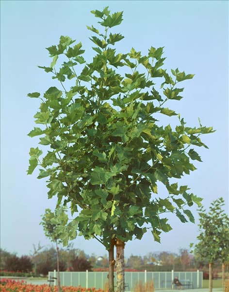 Platanus x hispanica