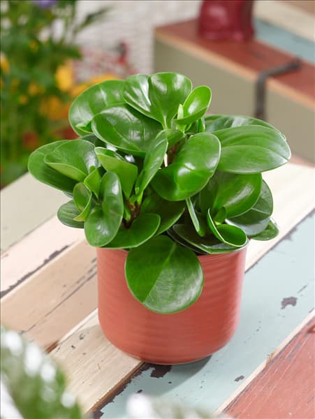 Peperomia obtusifolia