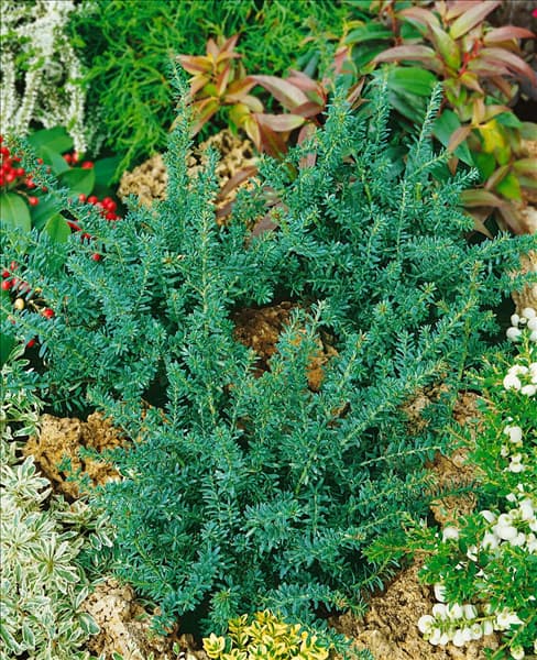 Phyllocladus alpinus Blue Gem