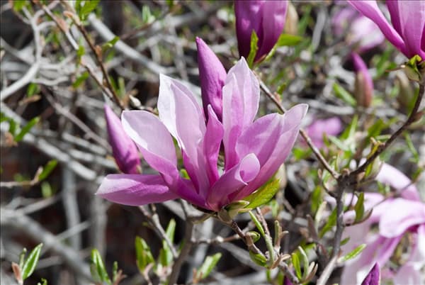 Magnolia Betty