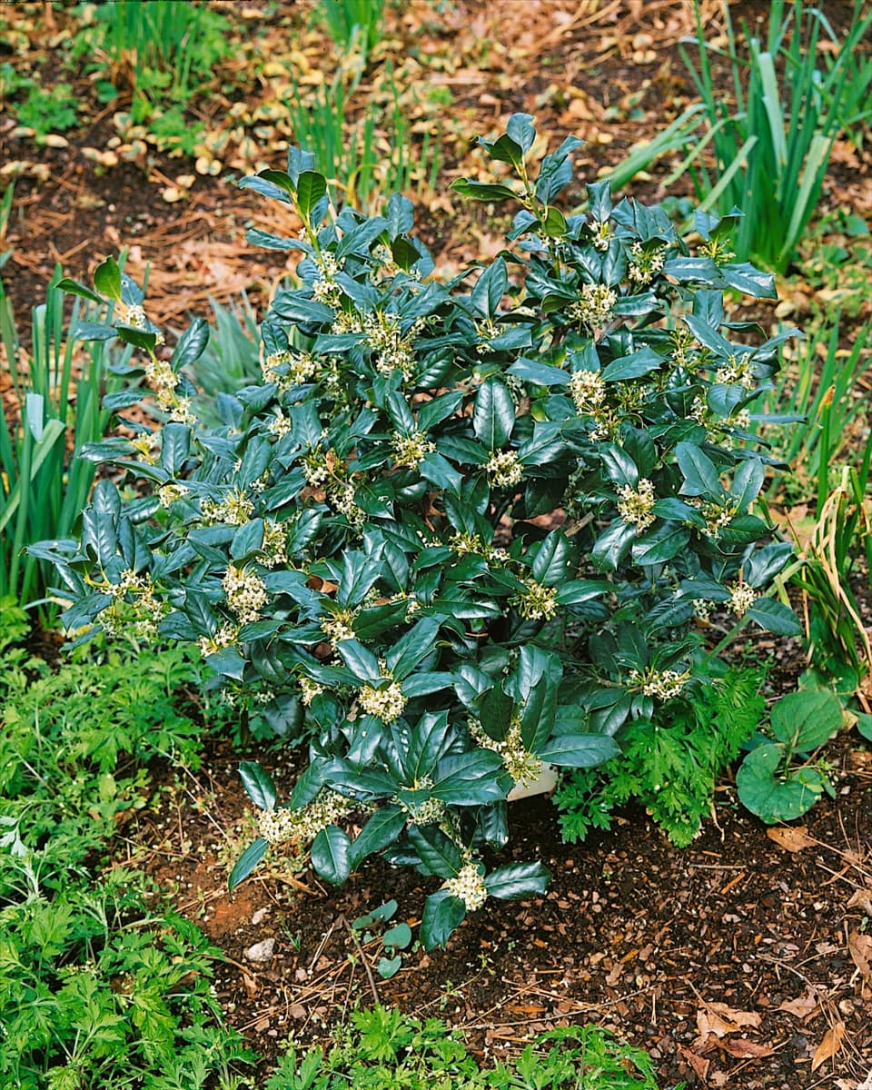 Ilex Nellie R. Stevens