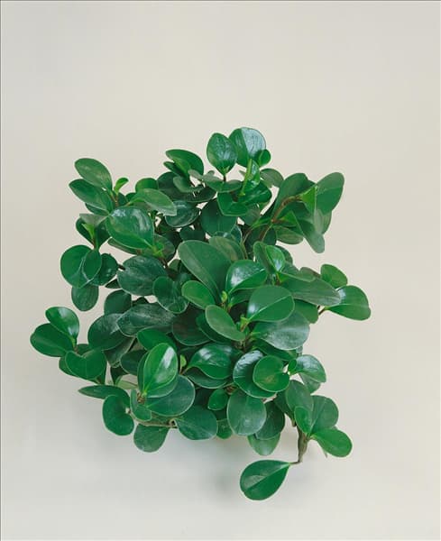 Peperomia obtusifolia