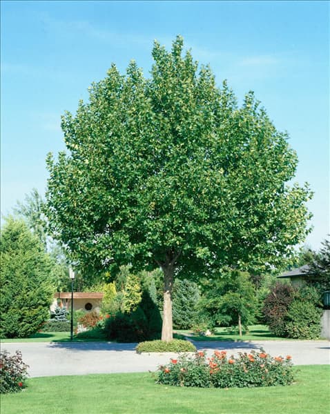 Platanus x hispanica