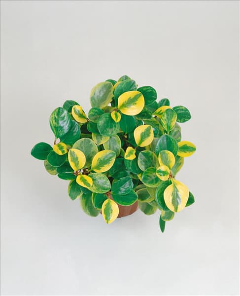 Peperomia obtusifolia Variegata