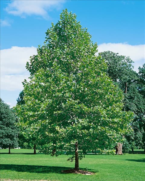 Platanus x hispanica Bloodgood