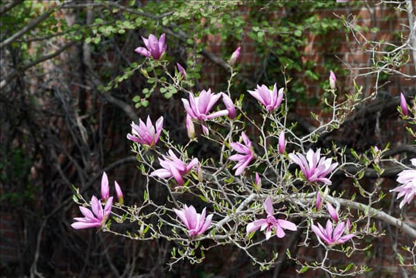 Magnolia Betty