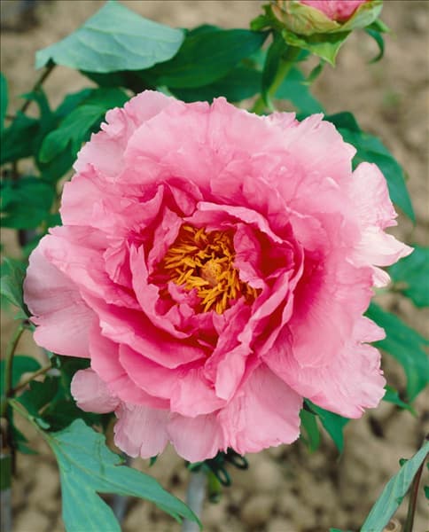 PAEONIA X SUFFRUTICOSA PINK