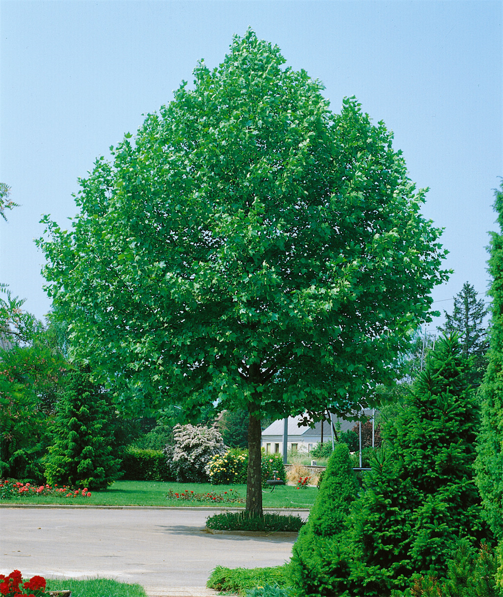 Platanus x hispanica