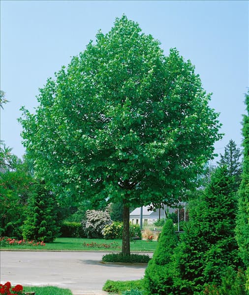 Platanus x hispanica
