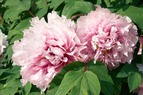Paeonia x suffruticosa