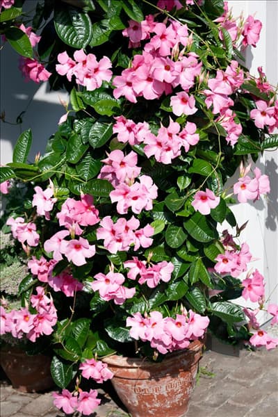Mandevilla sanderi
