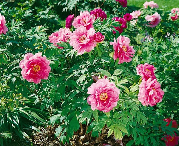 PAEONIA X SUFFRUTICOSA DARK PINK