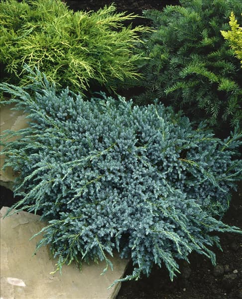 Juniperus squamata Blue Carpet