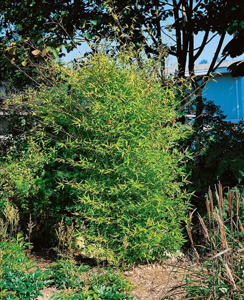Phyllostachys aurea