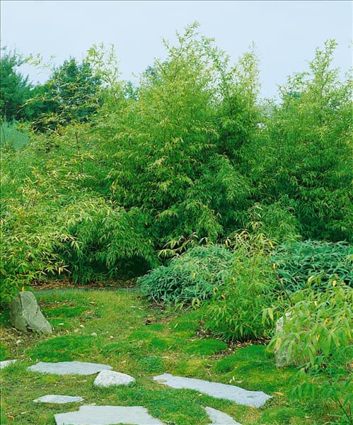 Phyllostachys aurea