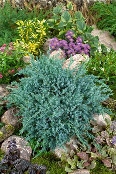Juniperus squamata Blue Carpet