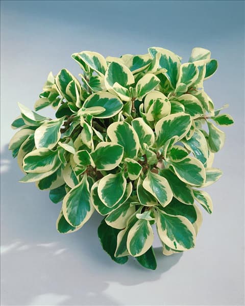 PEPEROMIA GREEN GOLD