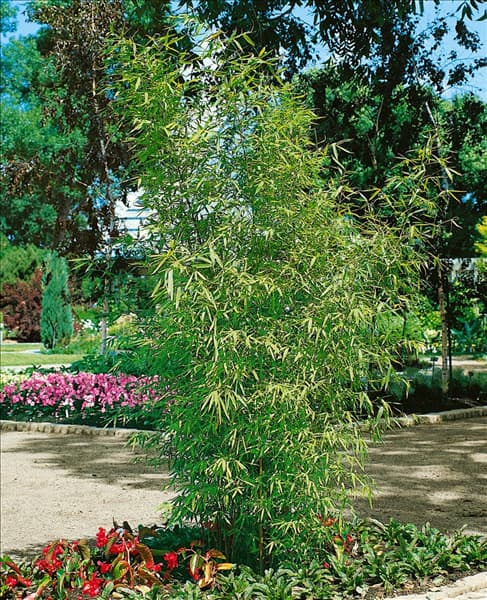 Phyllostachys aurea