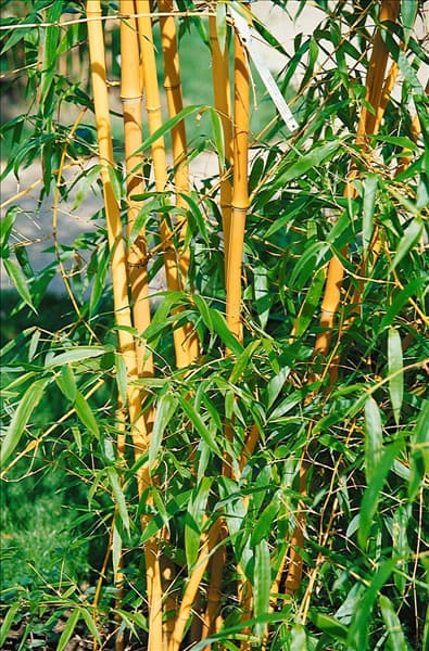 Phyllostachys aurea