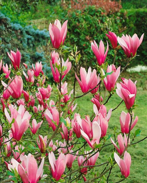 Magnolia liliiflora Nigra