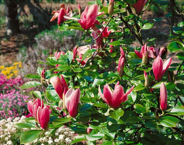 MAGNOLIA LILIIFLORA NIGRA